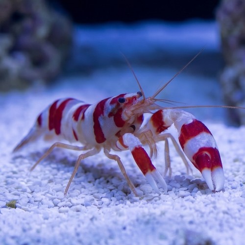 Pistol Shrimp: Randalli