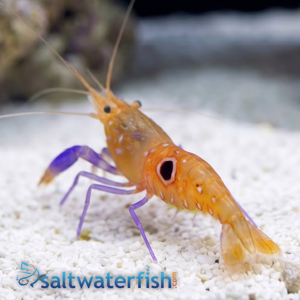 Pistol Shrimp: Bullseye