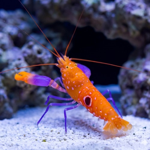 Pistol Shrimp: Bullseye