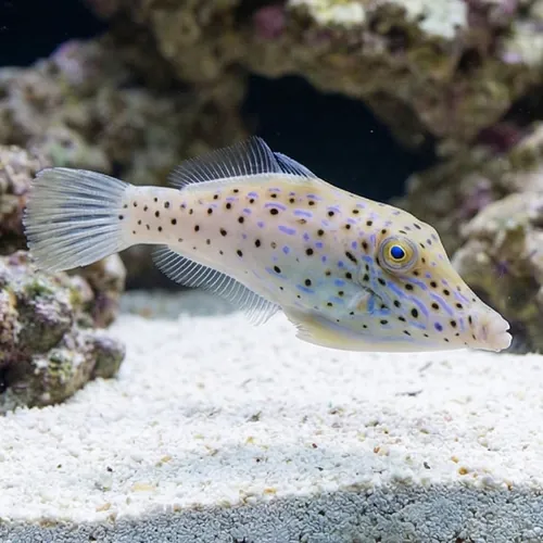 Scrawled Filefish - Red Sea