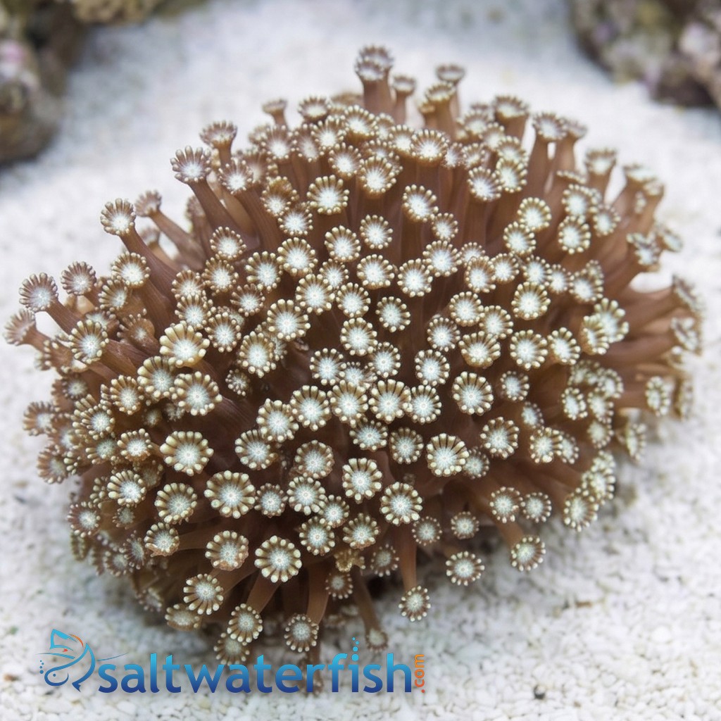 Alveopora Coral: Branching - Aquacultured