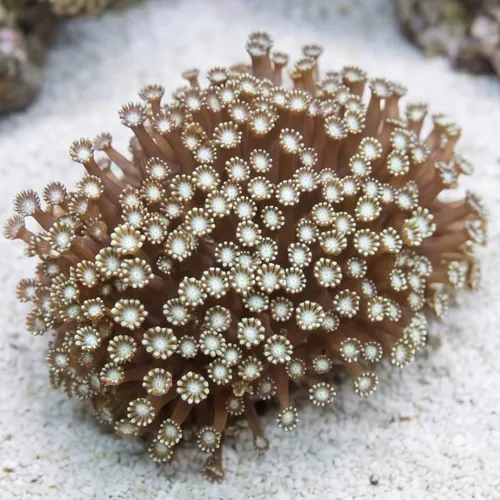 Alveopora Coral: Branching - Aquacultured