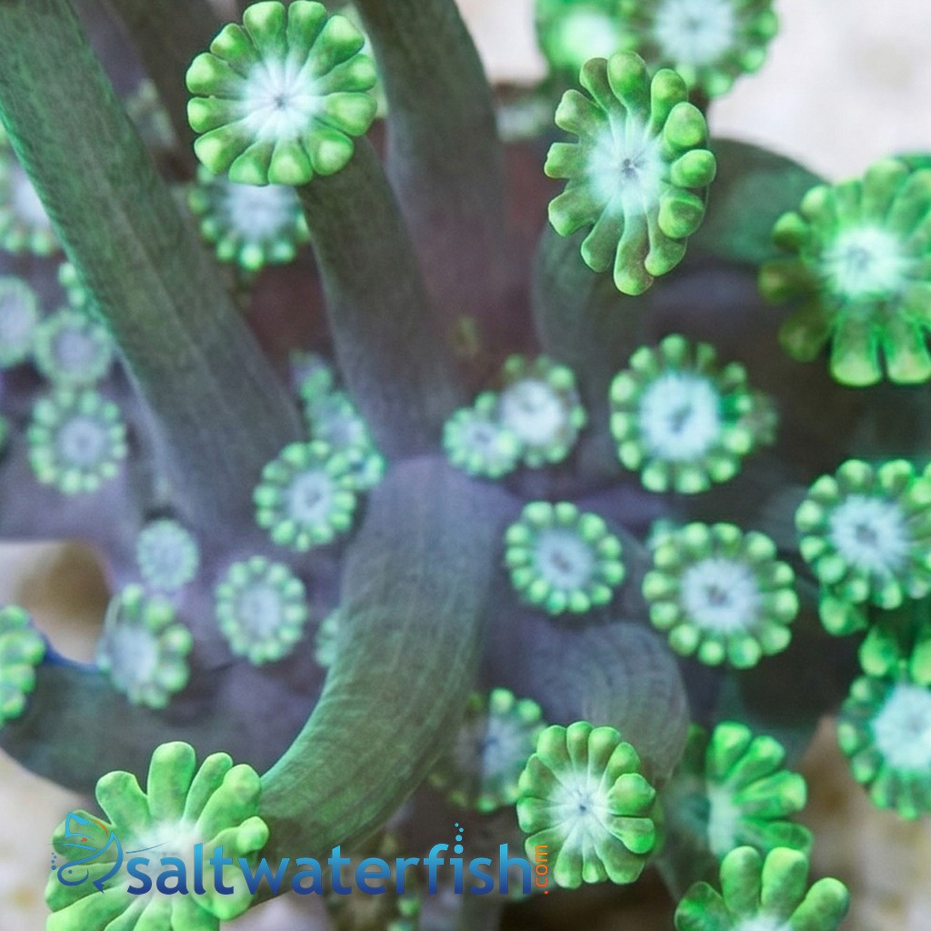 Alveopora Coral: Green