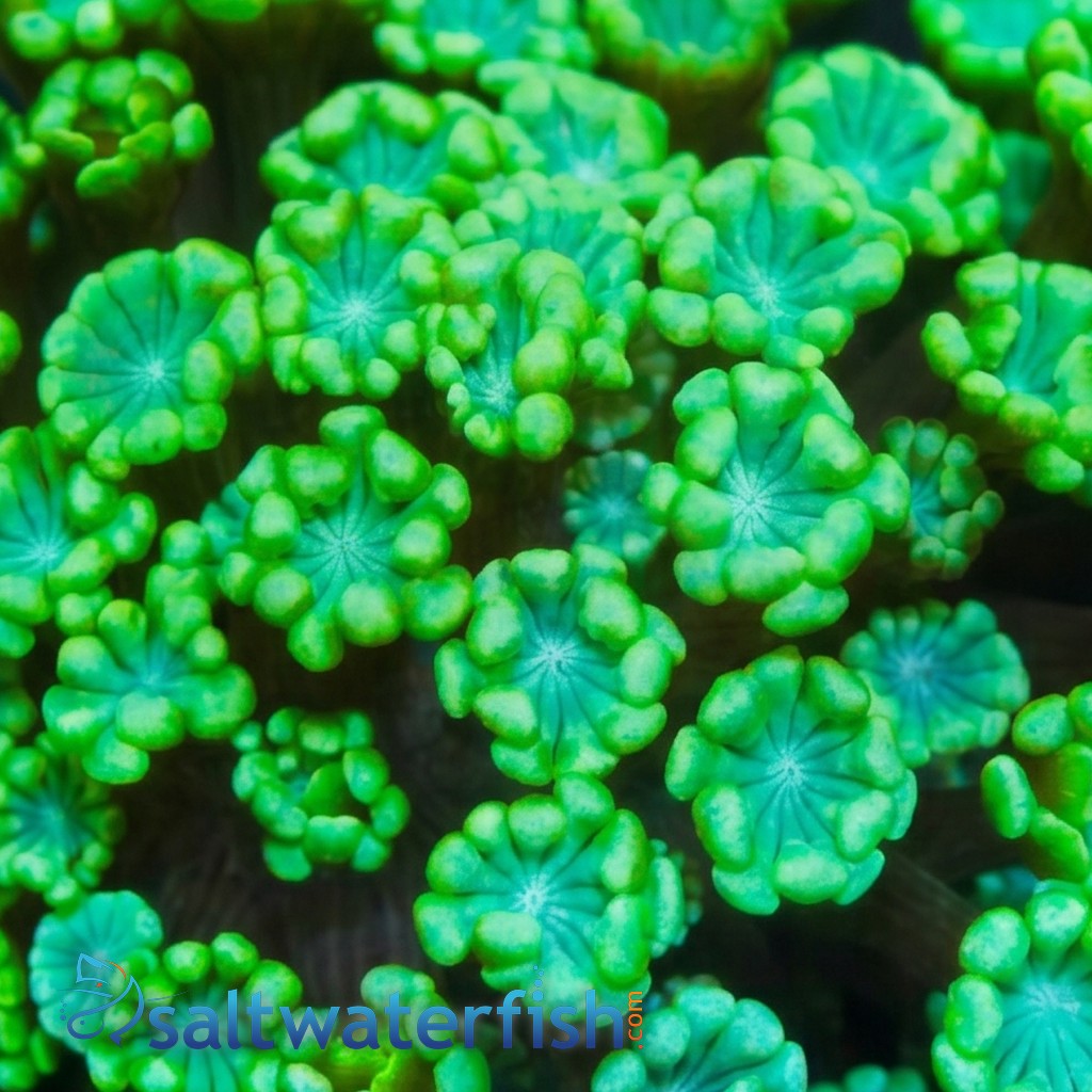 Alveopora Coral: Metallic Green - Australia