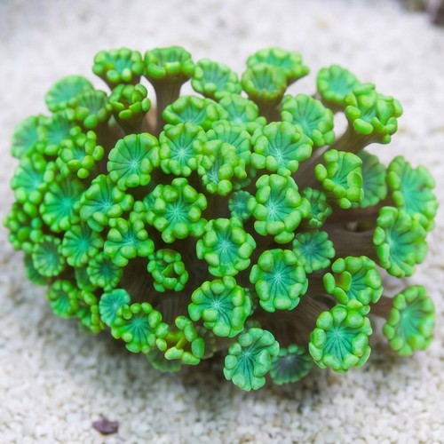 Alveopora Coral: Metallic Green - Australia