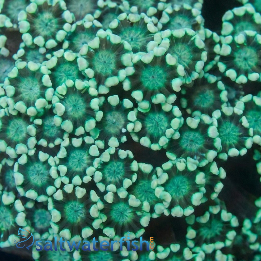 Alveopora Coral: Metallic Green - Australia Aquacultured