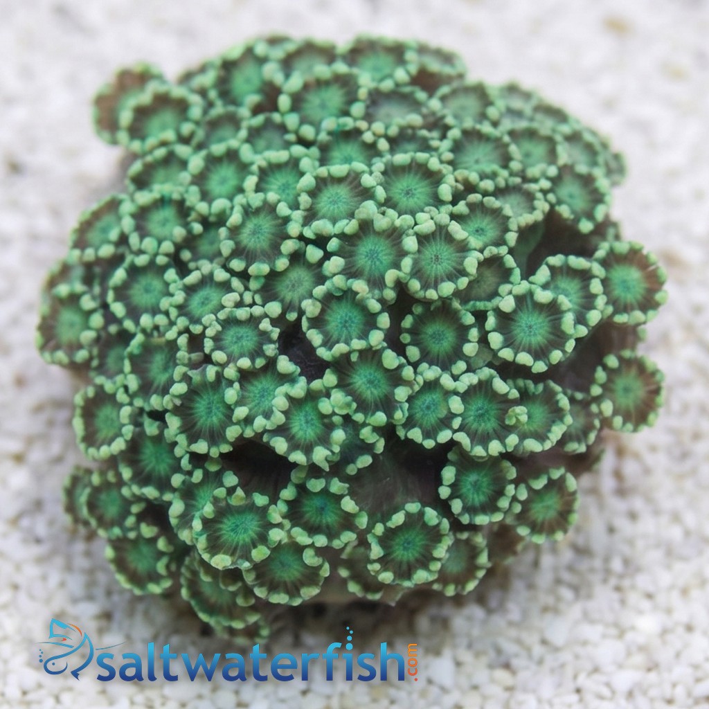 Alveopora Coral: Metallic Green - Australia Aquacultured