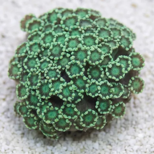 Alveopora Coral: Metallic Green - Australia Aquacultured