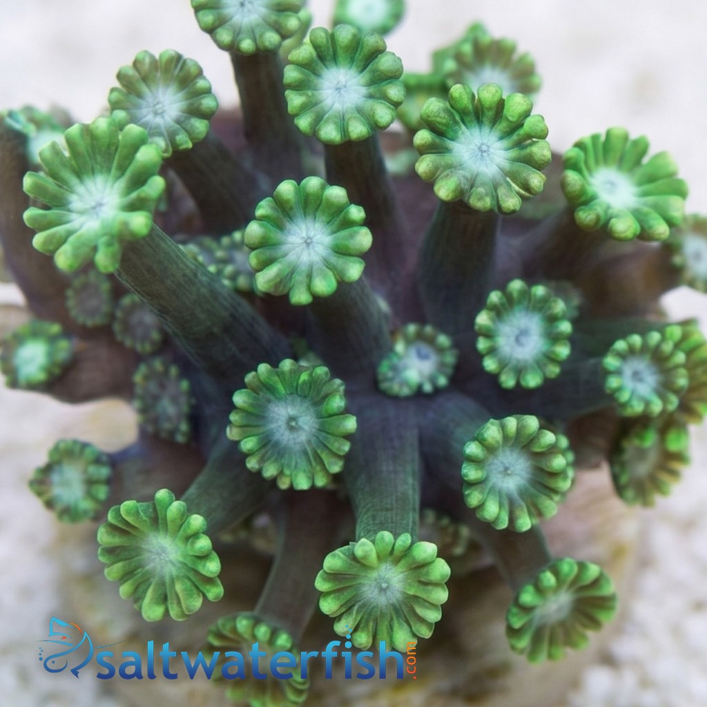 Alveopora Coral: Green - Aquacultured