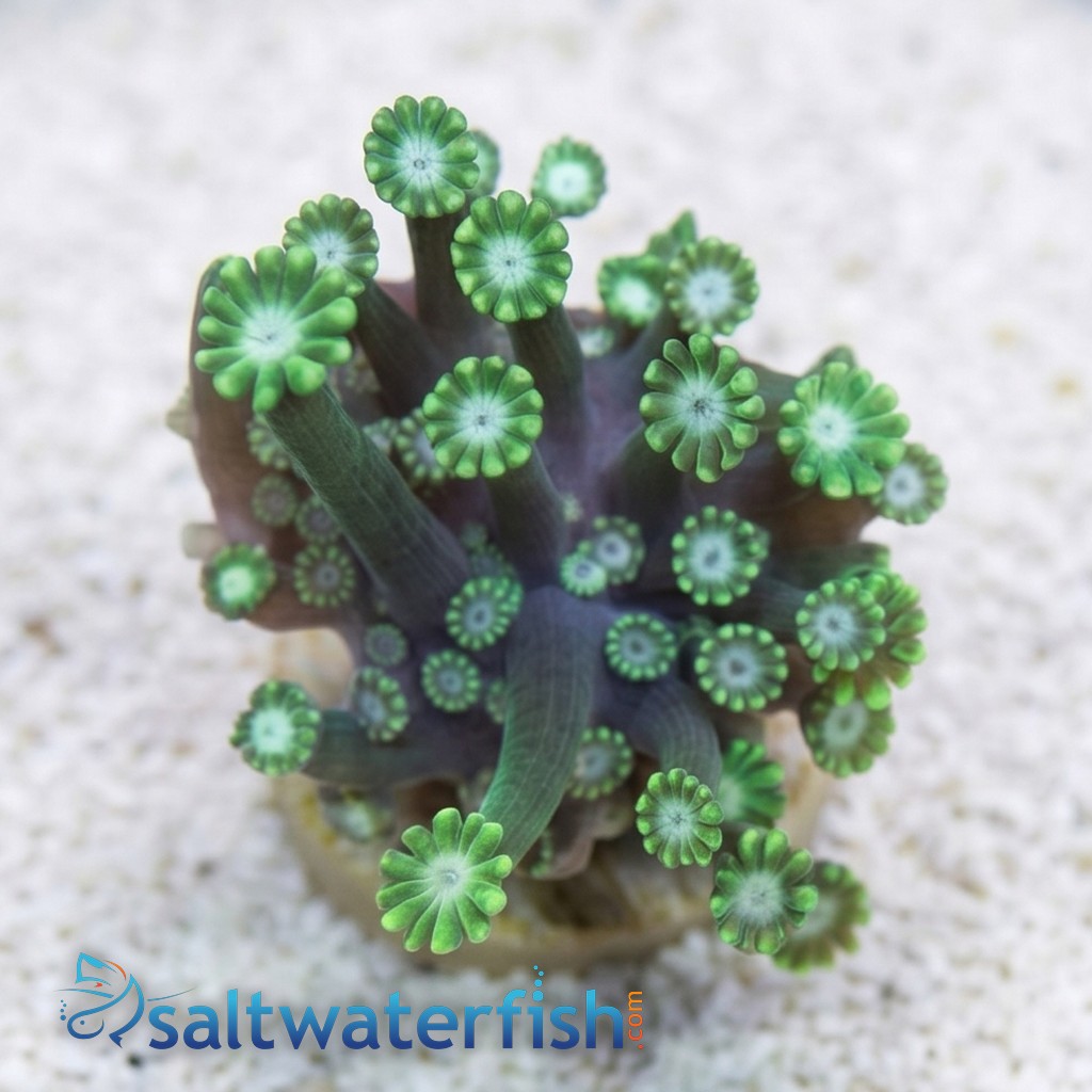 Alveopora Coral: Green - Aquacultured