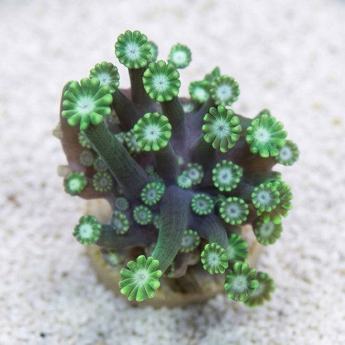 Alveopora Coral: Green - Aquacultured