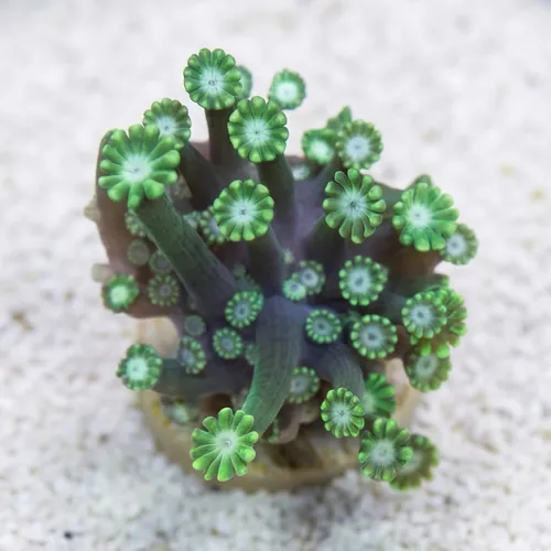 Alveopora Coral: Green - Aquacultured