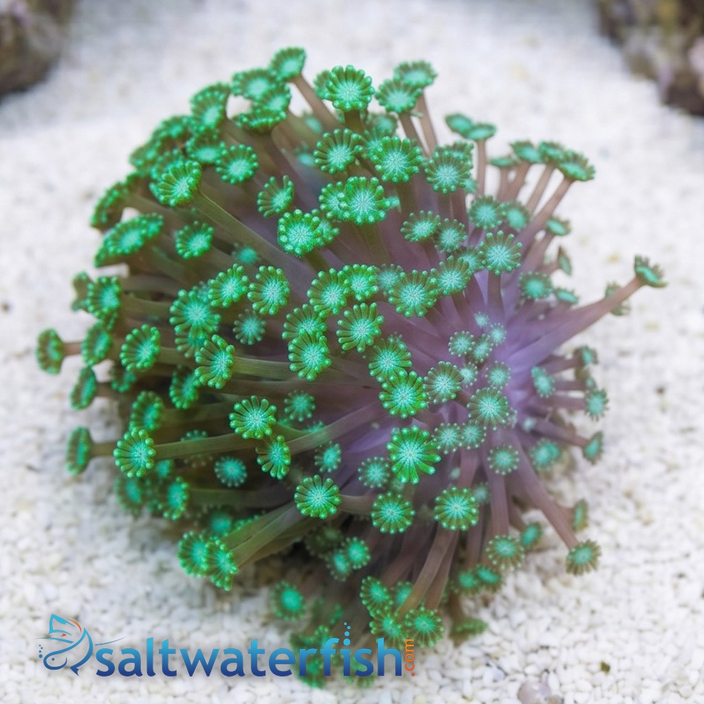 Alveopora Coral: Metallic Green - Aquacultured