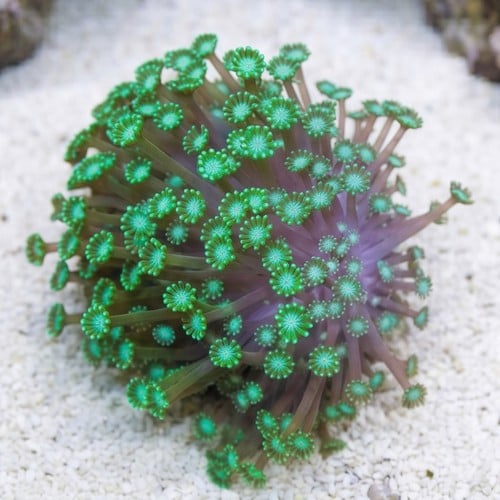 Alveopora Coral: Metallic Green - Aquacultured