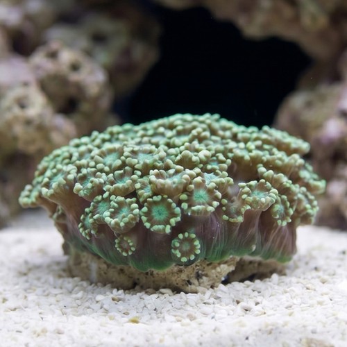 Alveopora Coral: Metallic Green - Australia