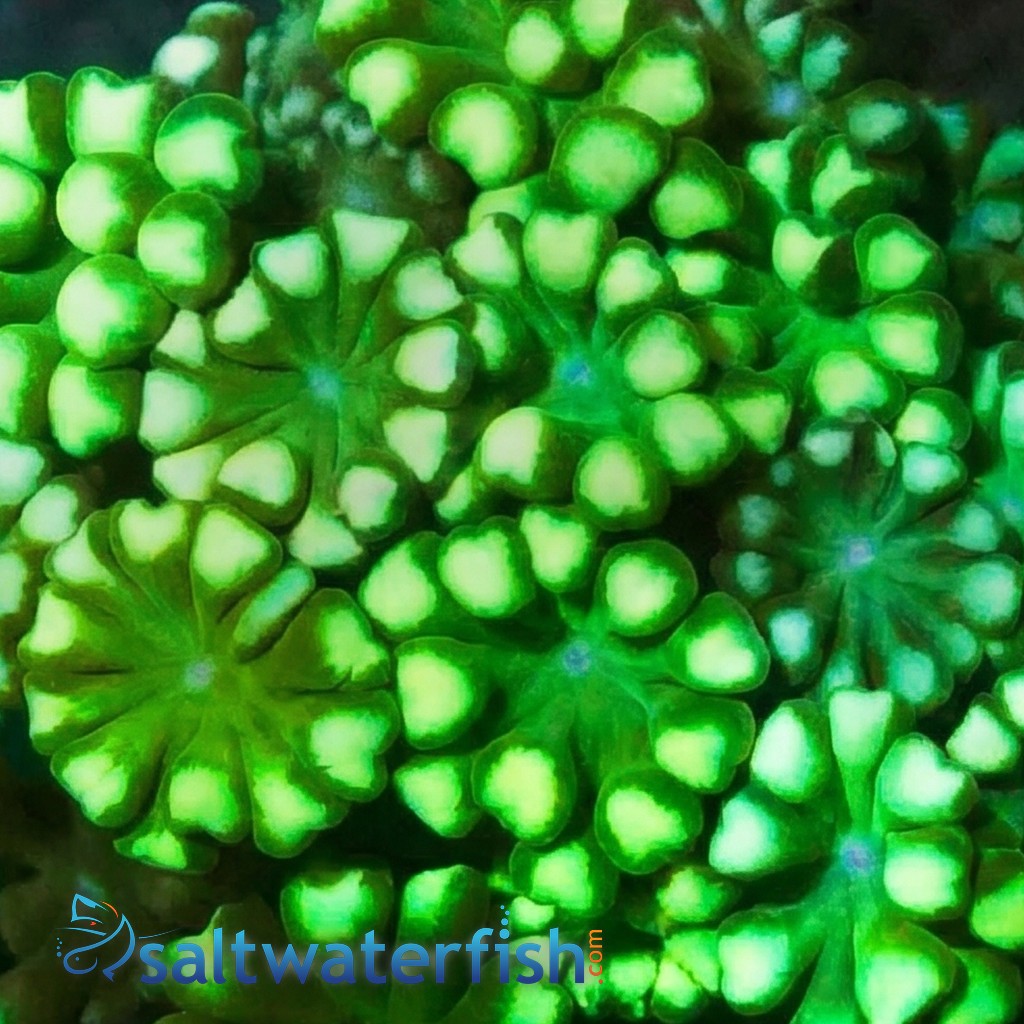 Alveopora Coral: Green - Aquacultured