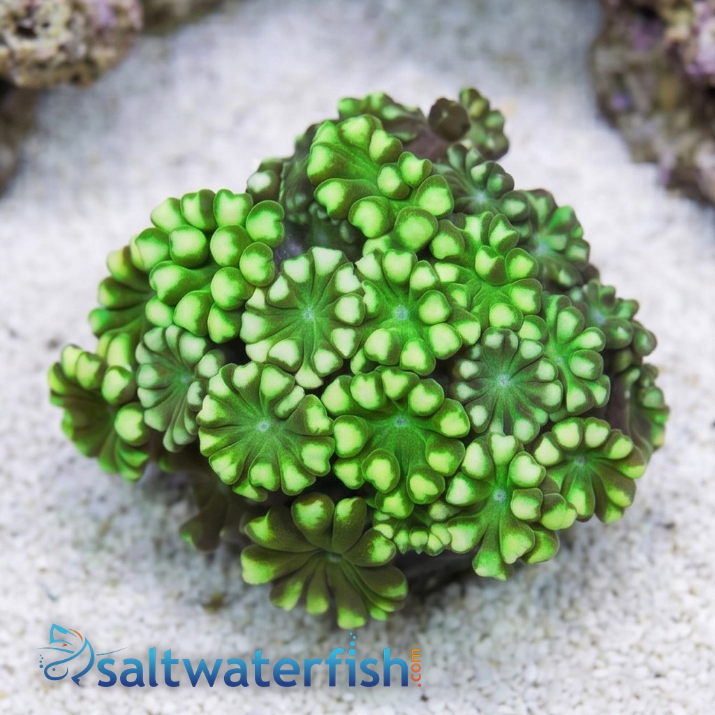Alveopora Coral: Green - Aquacultured