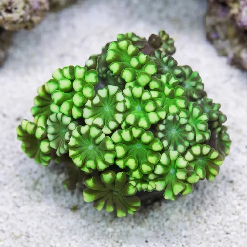 Alveopora Coral: Green - Aquacultured