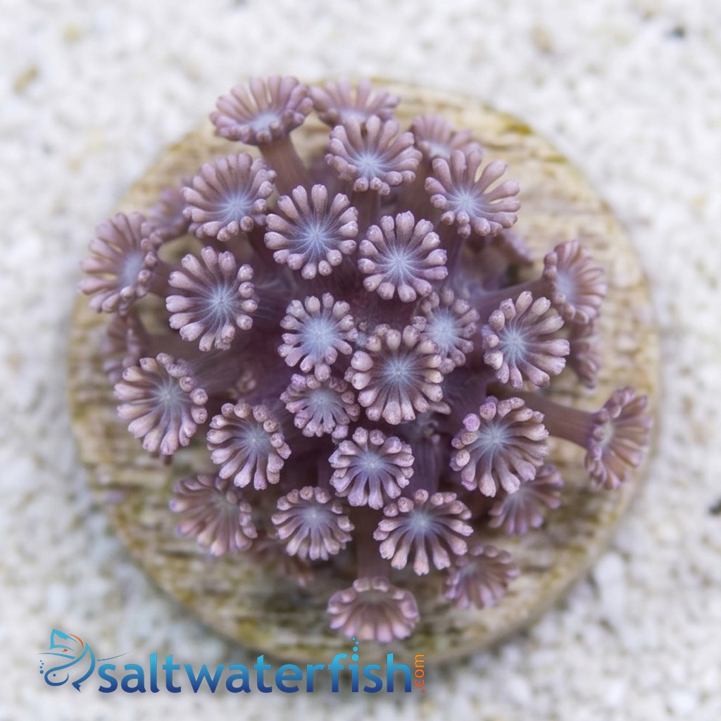 Alveopora Coral: Daisy Pink - Aquacultured