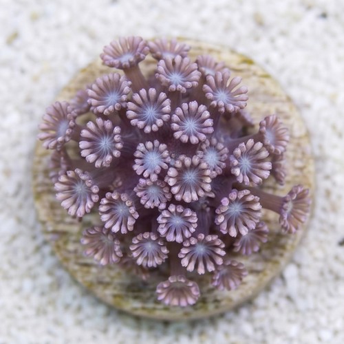 Alveopora Coral: Daisy Pink - Aquacultured