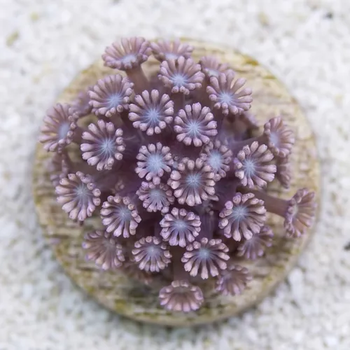 Alveopora Coral: Daisy Pink - Aquacultured