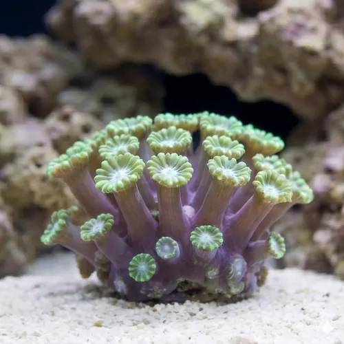 Alveopora Coral: Green - Aquacultured