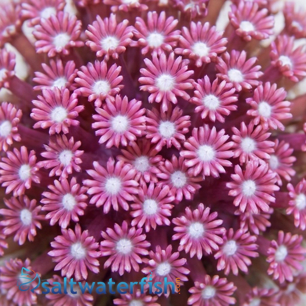 Alveopora Coral: Branching Purple 