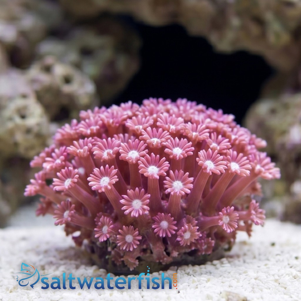 Alveopora Coral: Branching Purple 