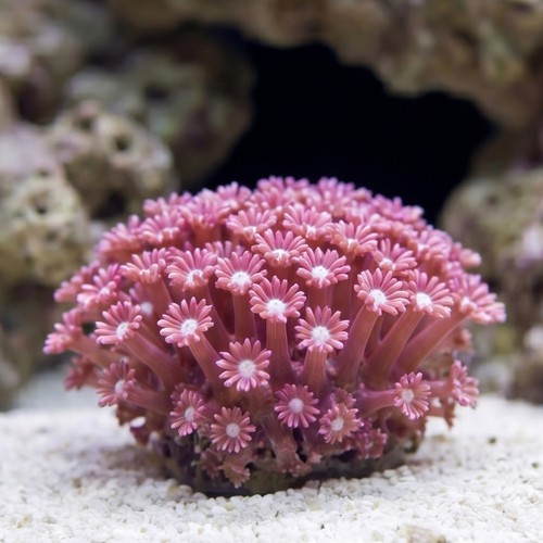 Alveopora Coral: Branching Purple 