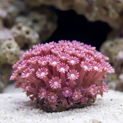 Alveopora Coral: Branching Purple