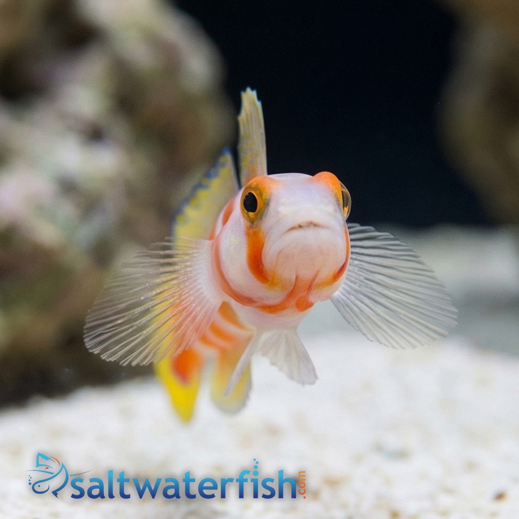 Orange Banded Prawn Goby