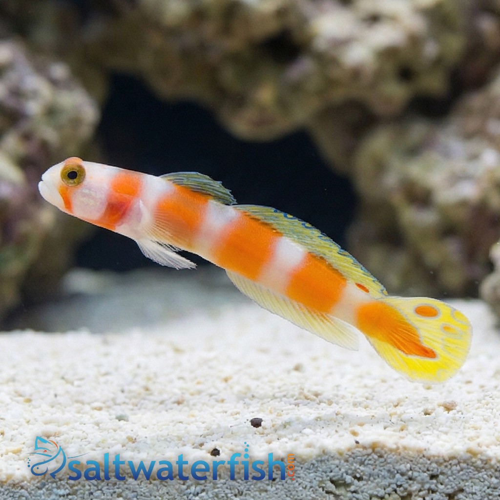 Orange Banded Prawn Goby