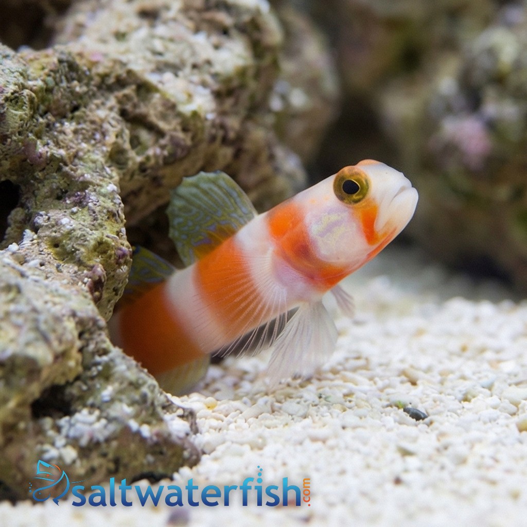 Orange Banded Prawn Goby