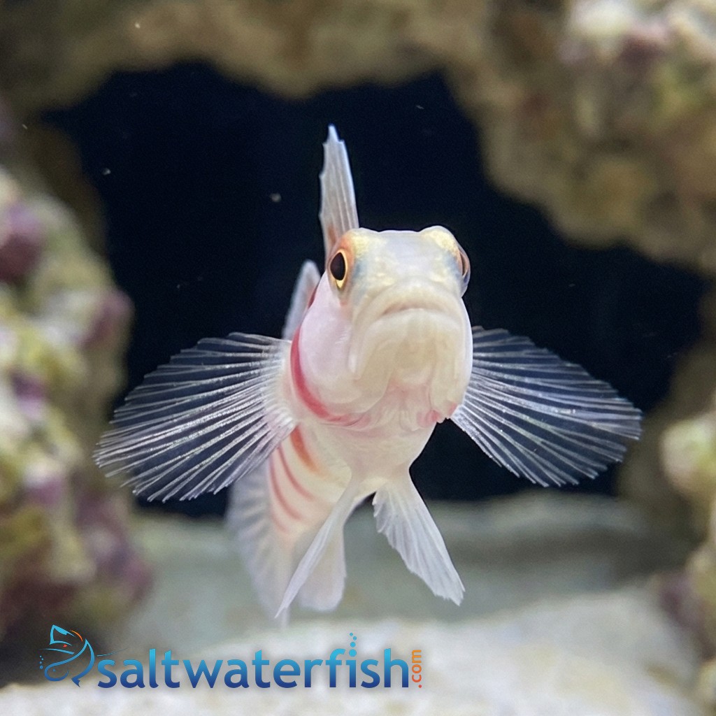 Wide-Barred Shrimp Goby - Red Sea/ Indian Ocean