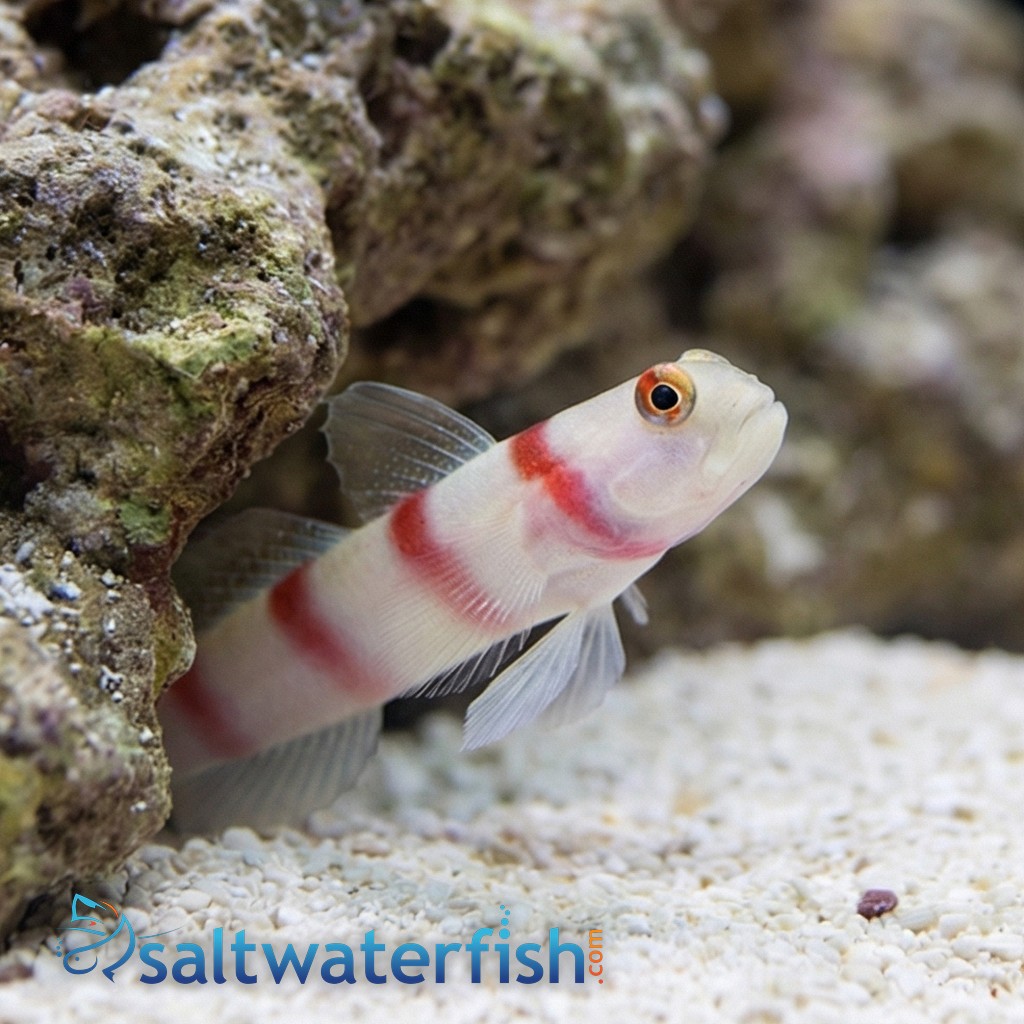 Wide-Barred Shrimp Goby - Red Sea/ Indian Ocean