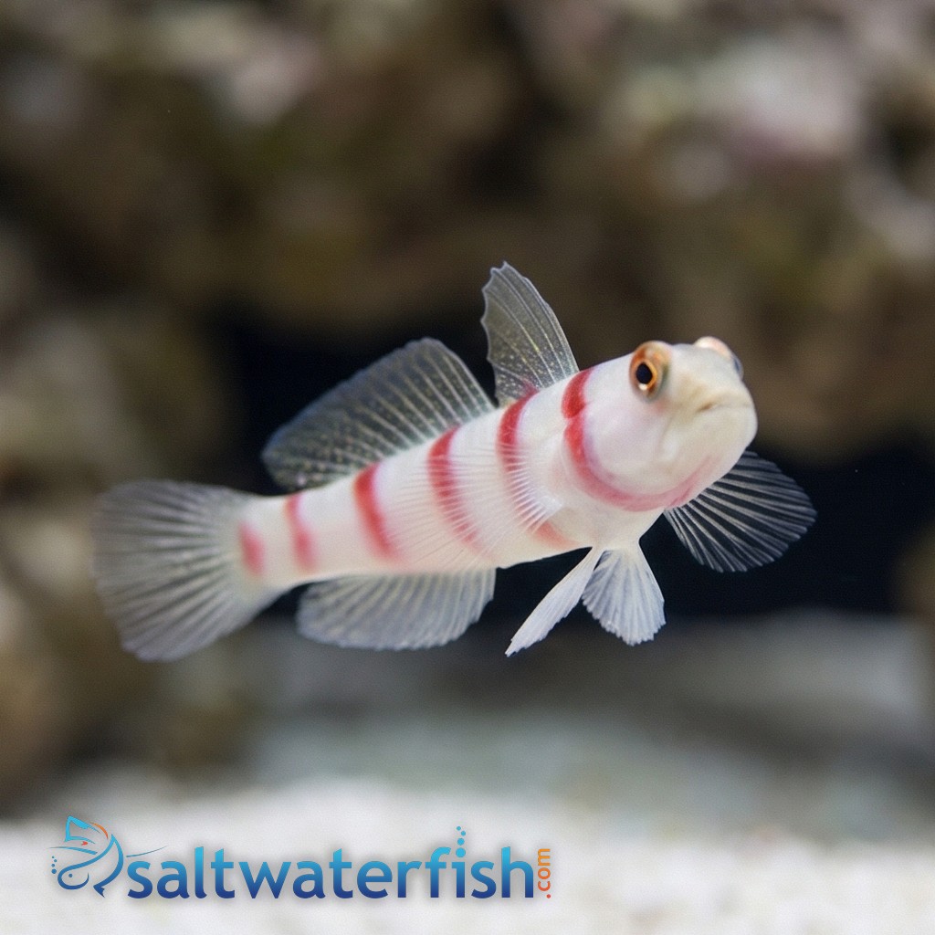 Wide-Barred Shrimp Goby - Red Sea/ Indian Ocean