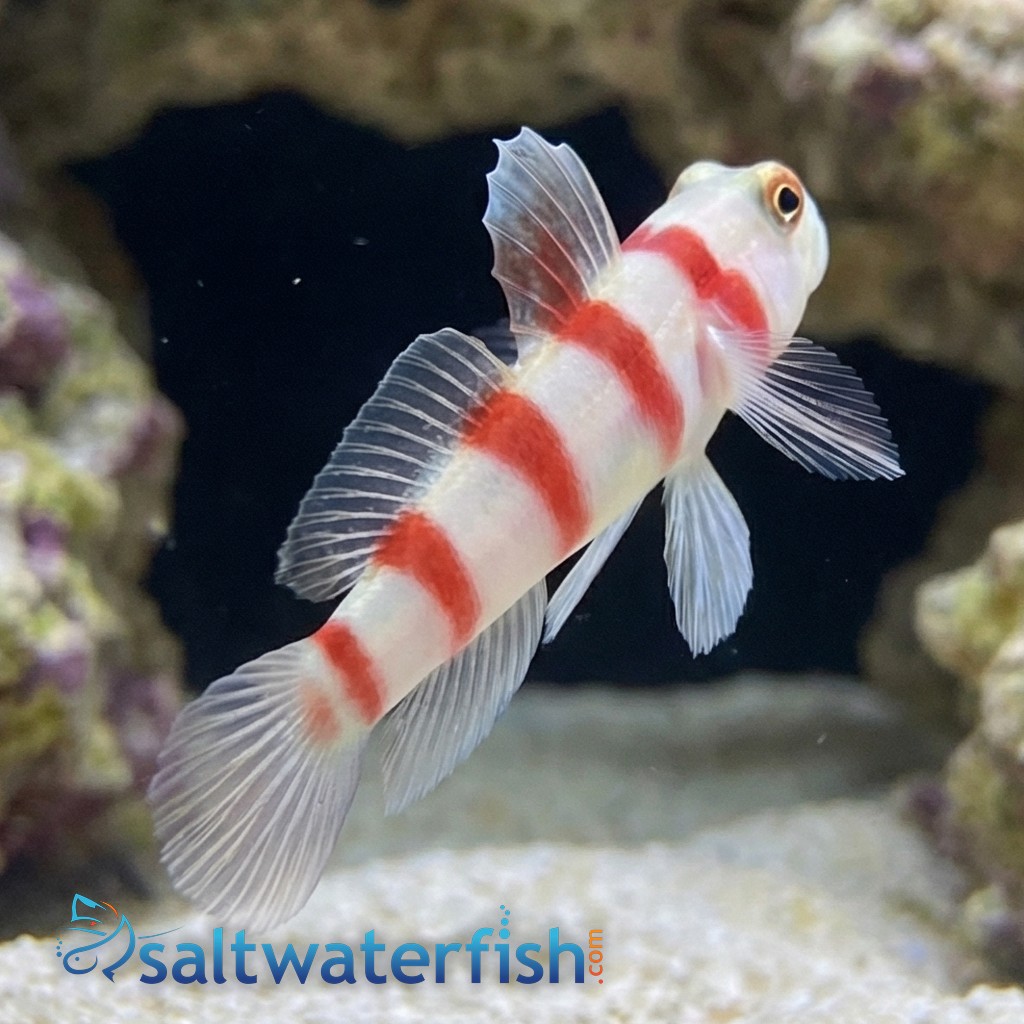 Wide-Barred Shrimp Goby - Red Sea/ Indian Ocean