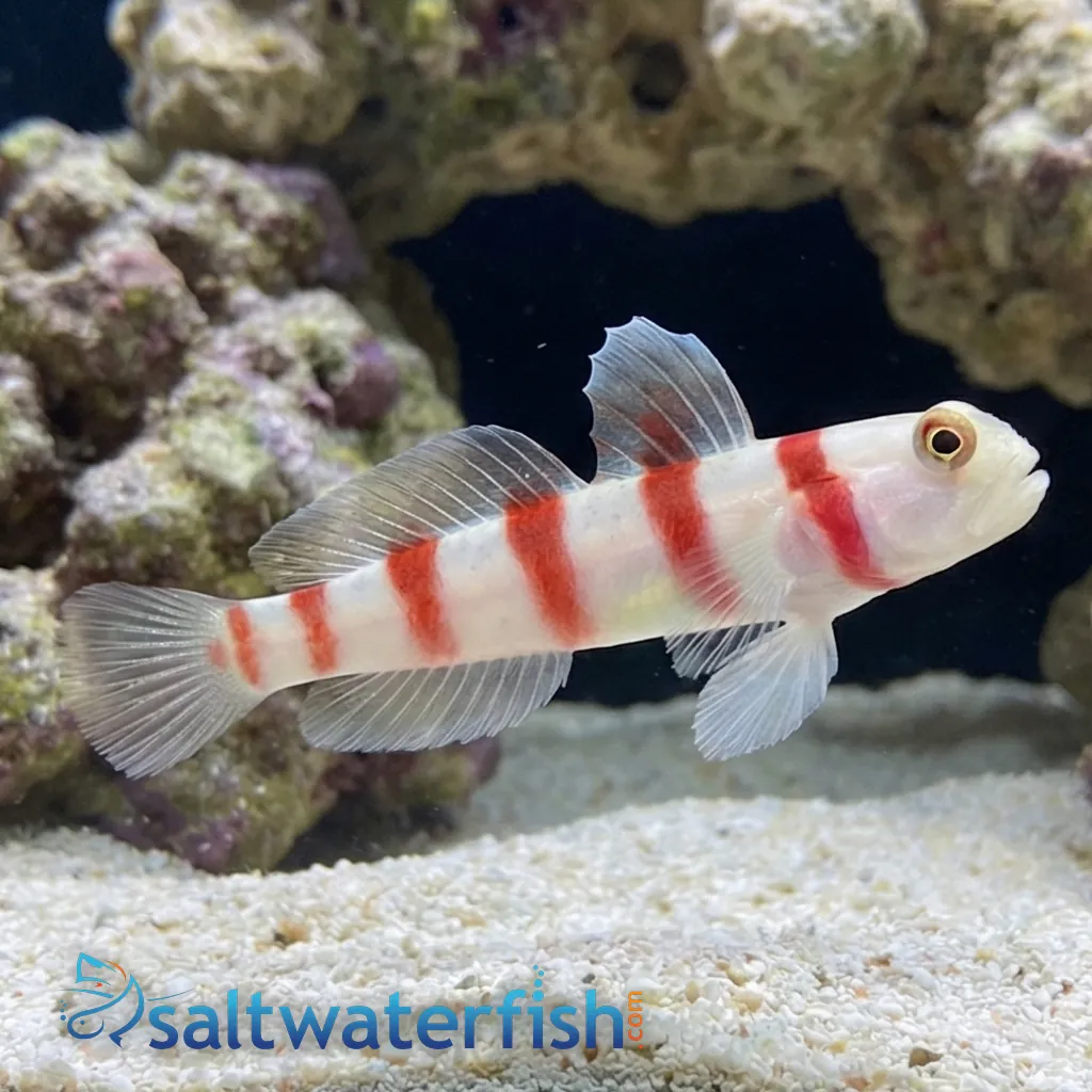 aquarium fish net price philippines Grumpy Guppy Plush | Diane Alber Bait Nets – R&R Tackle