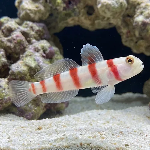 Wide-Barred Shrimp Goby - Red Sea/ Indian Ocean