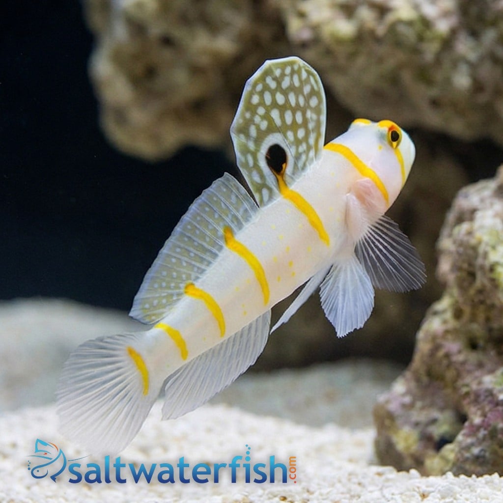 Shrimpgoby - Randalli