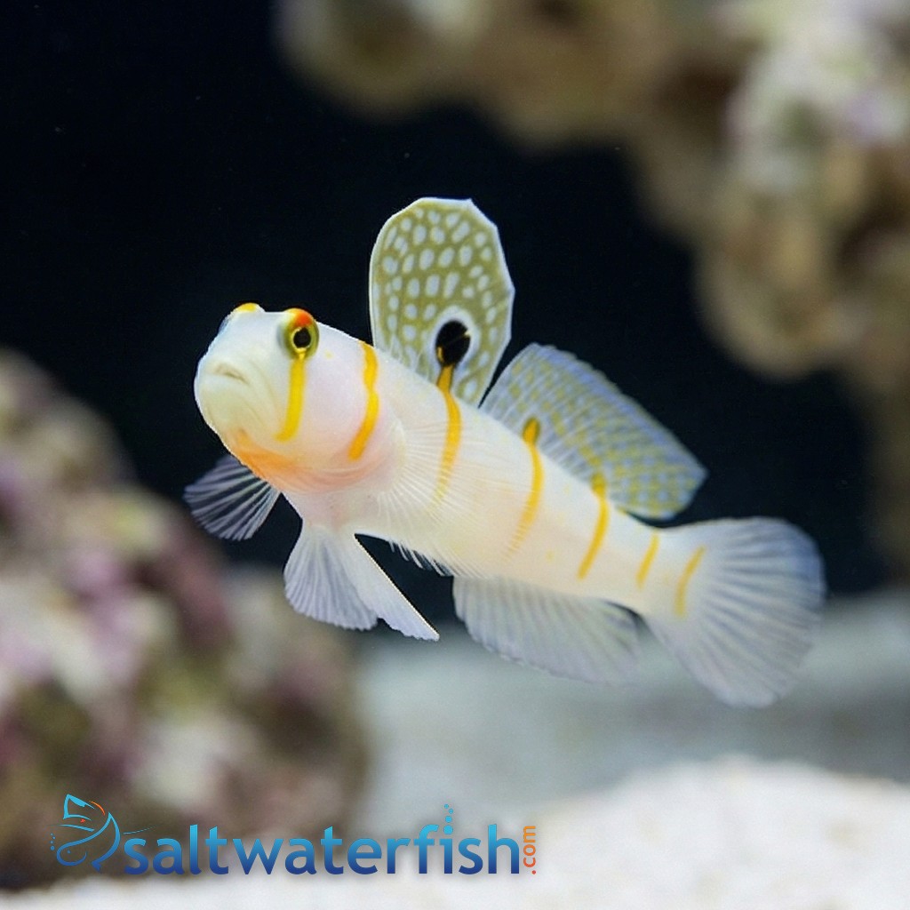 Shrimpgoby - Randalli
