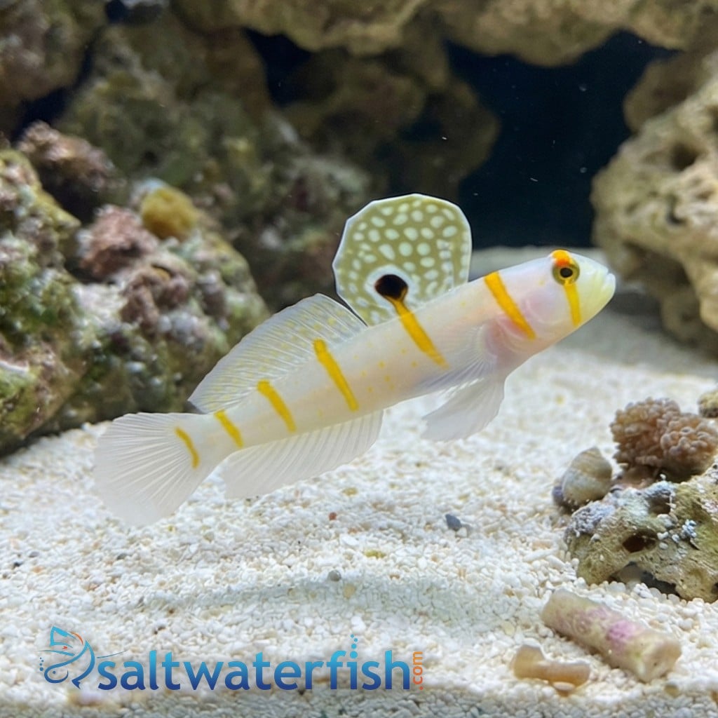 Shrimpgoby - Randalli