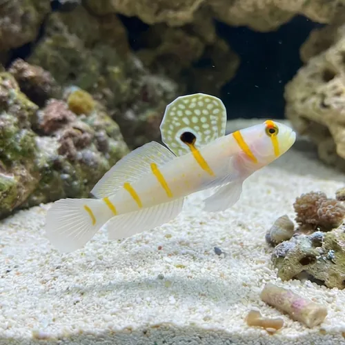 Shrimpgoby - Randalli