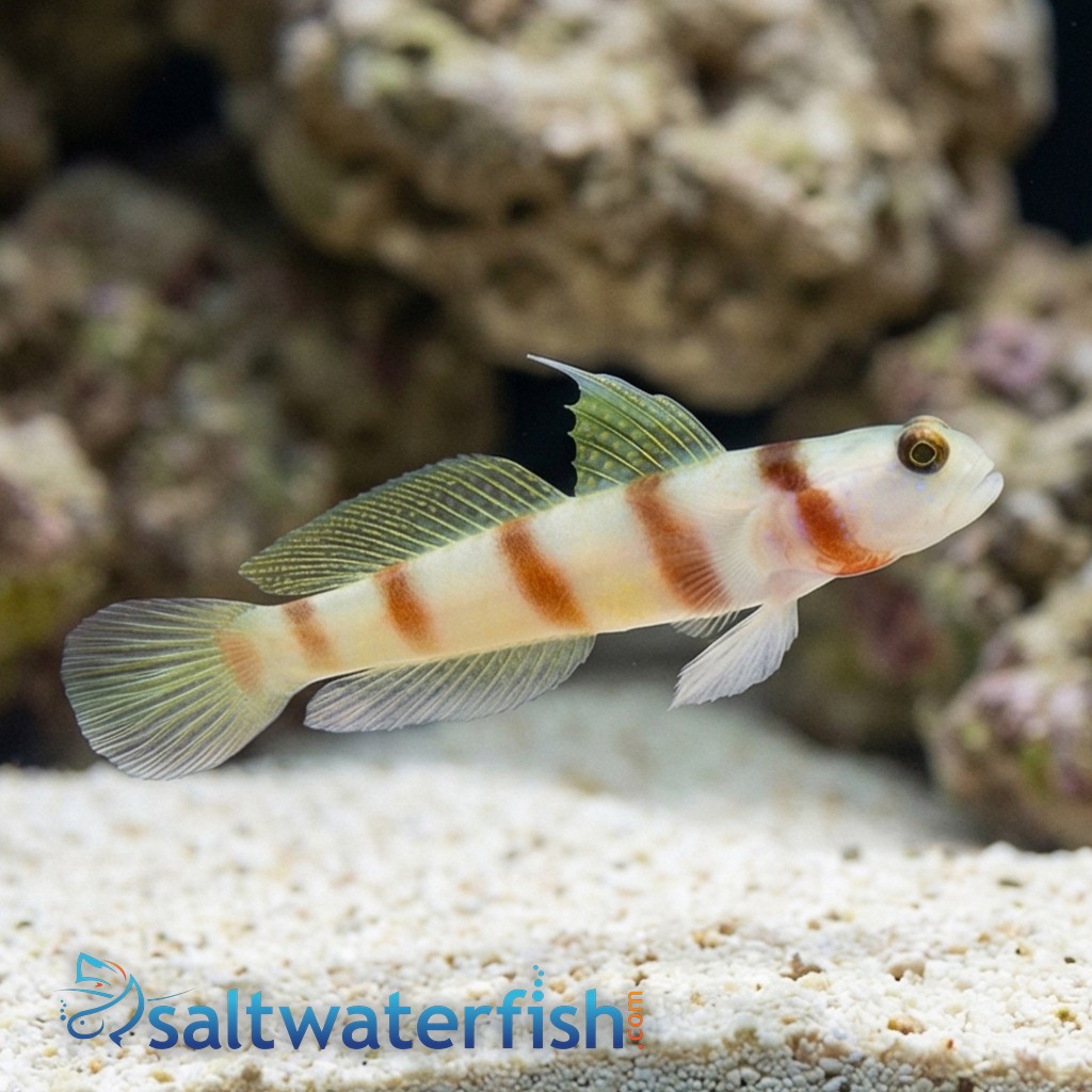 Steinit's Shrimp Goby