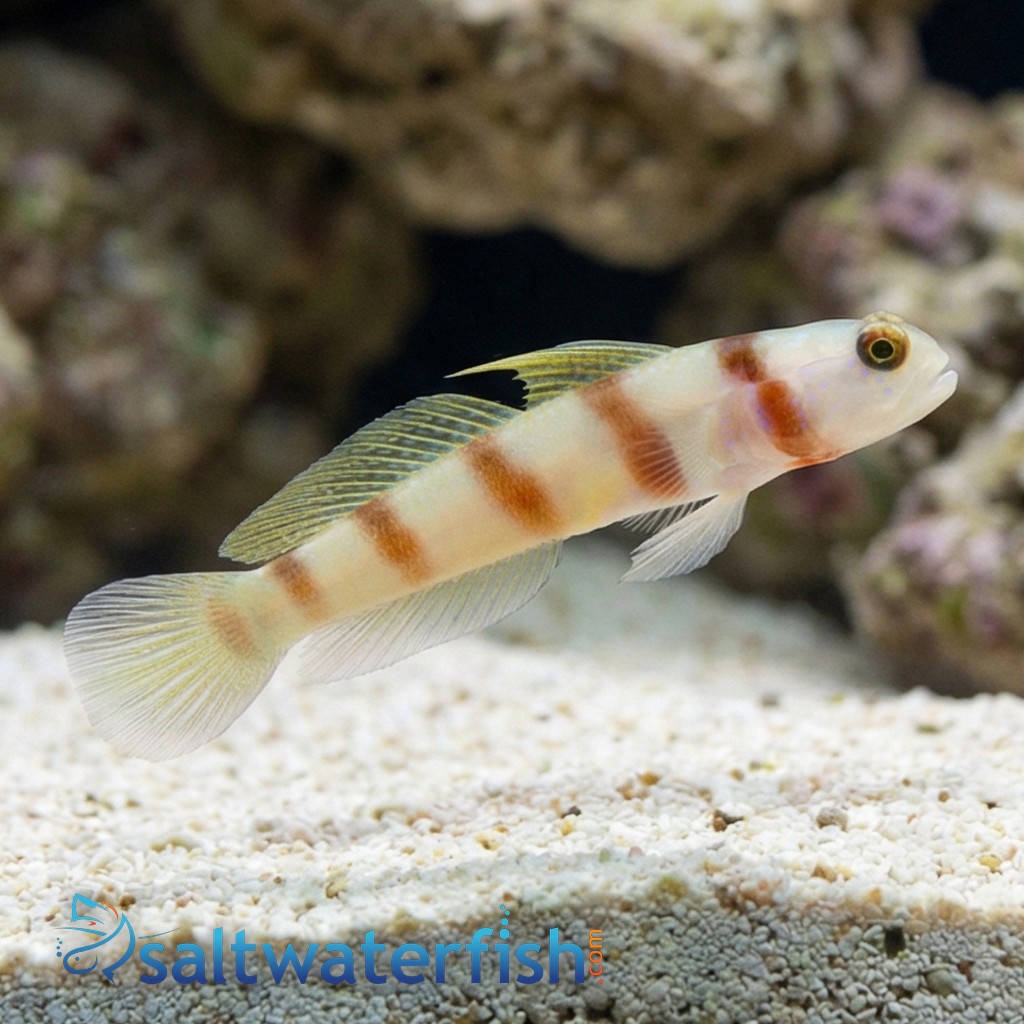 Steinit's Shrimp Goby