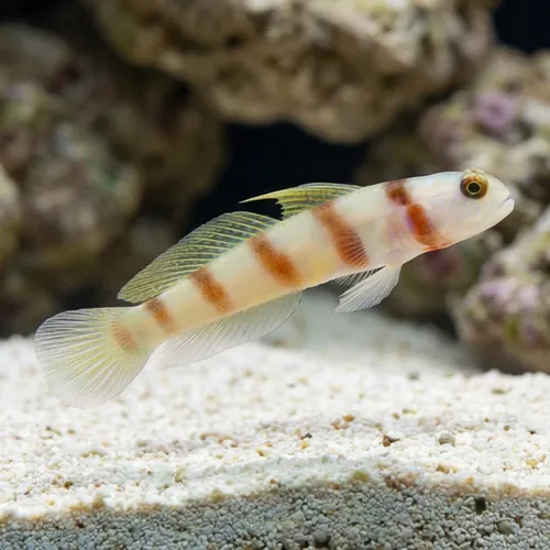 Steinit's Shrimp Goby