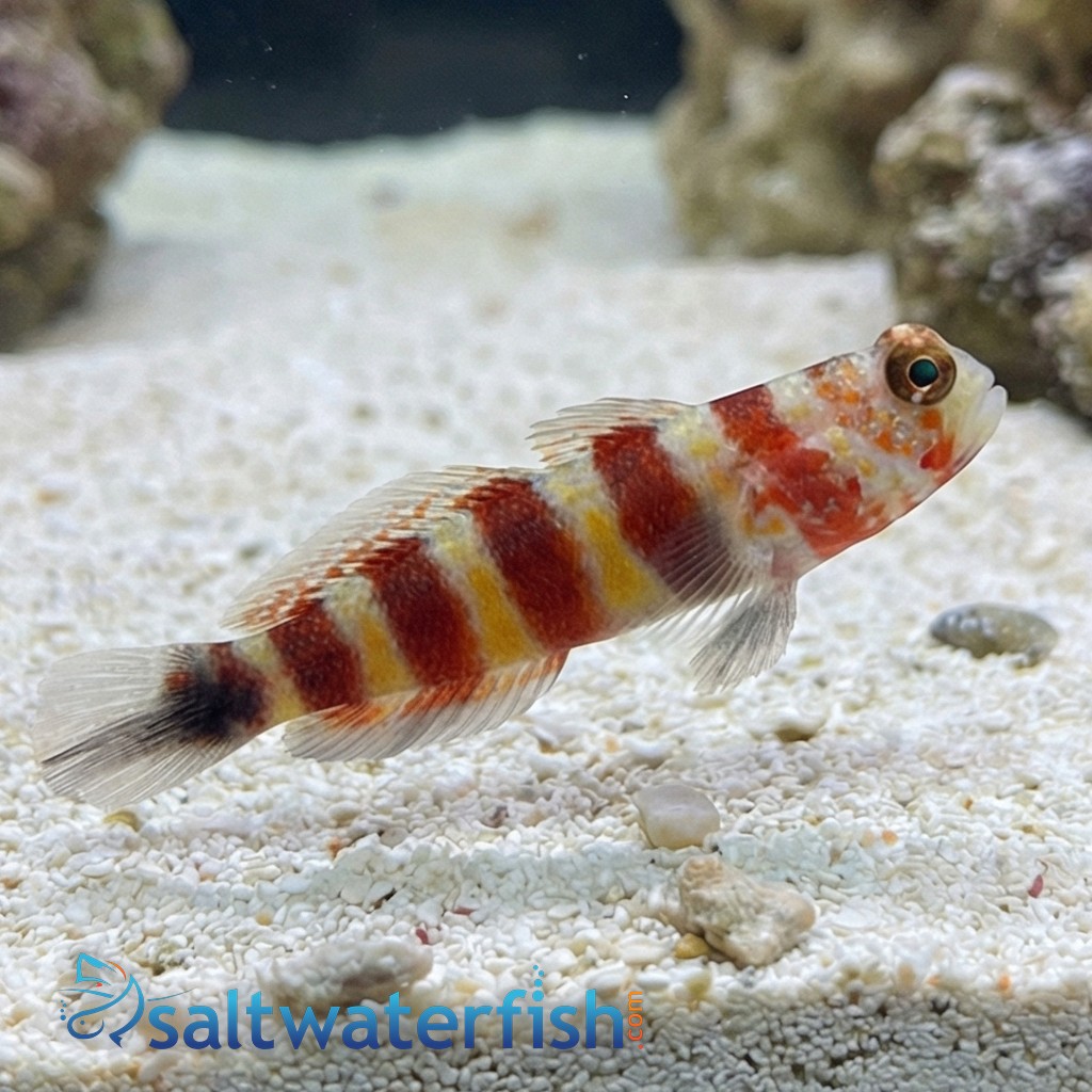 Bumblebee Goby - Indo-Pacific