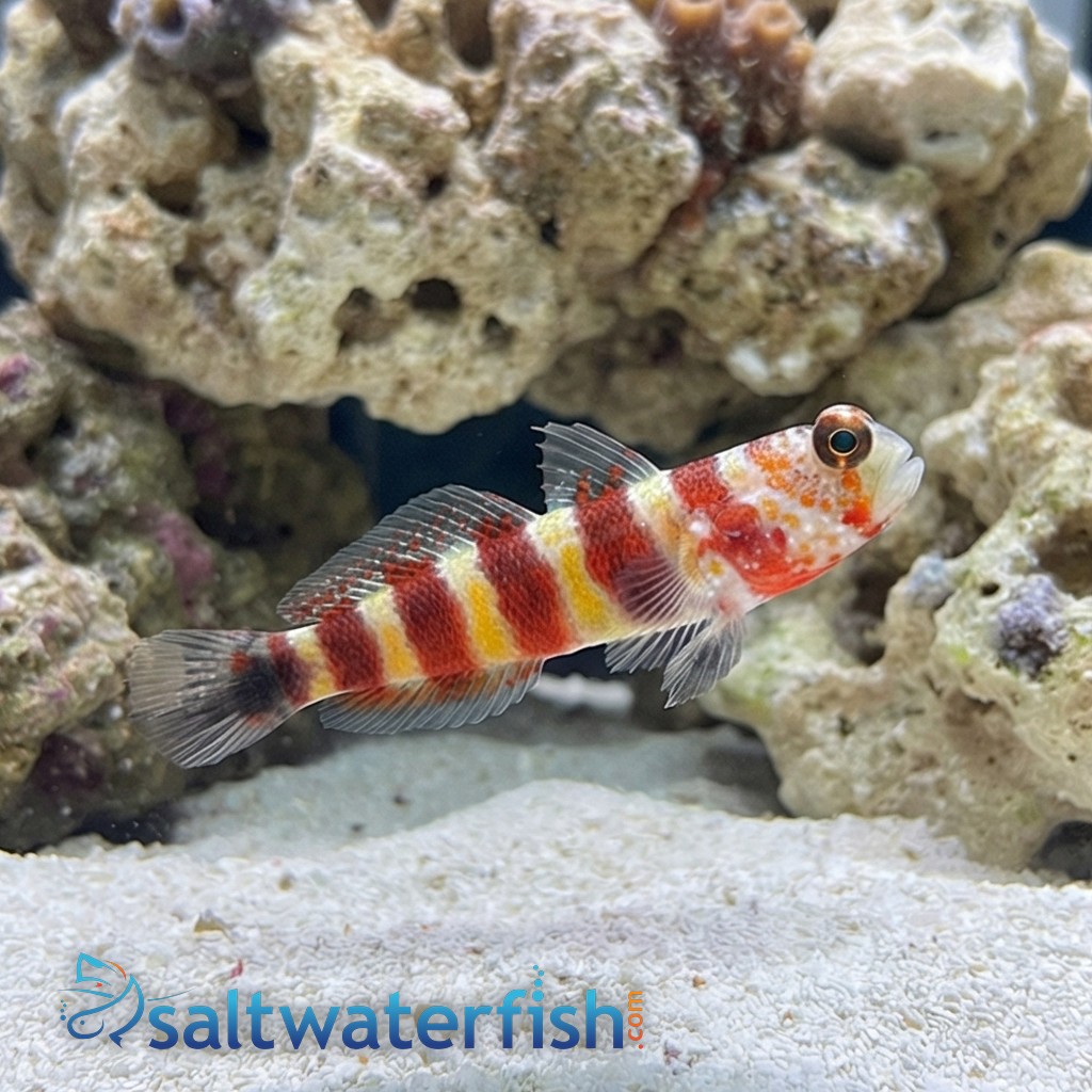 Bumblebee Goby - Indo-Pacific
