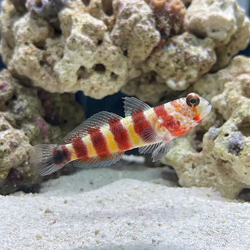 Bumblebee Goby - Indo-Pacific
