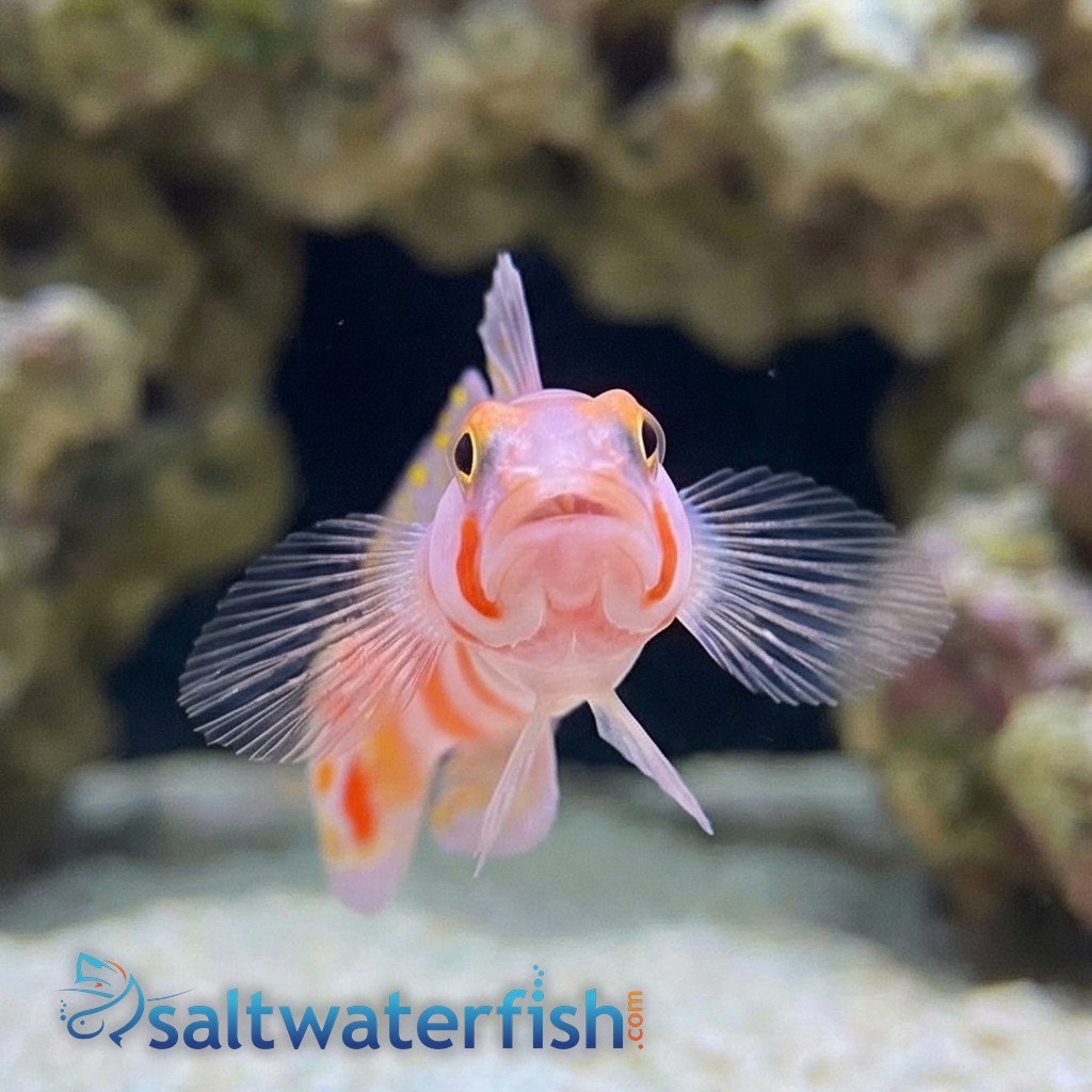 Flagtail Shrimp Goby